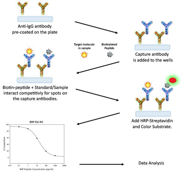 EIA Assay Procedure