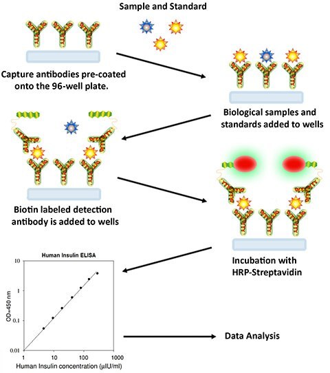 Sandwich ELISA Procedure