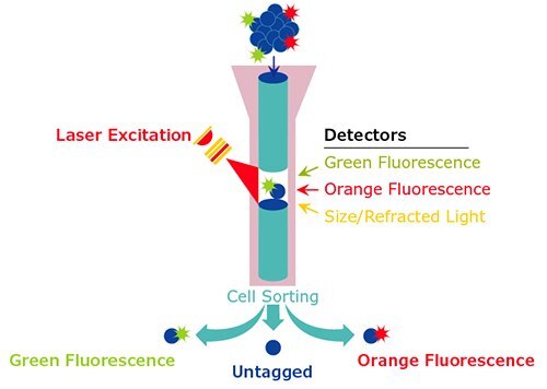 Diagram of typical flow cytometric analysis with laser excitation and detectors.