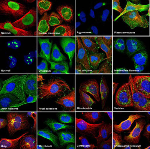 Protein Targets