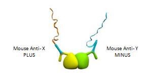 Use of Primary Antibodies from the Same Species