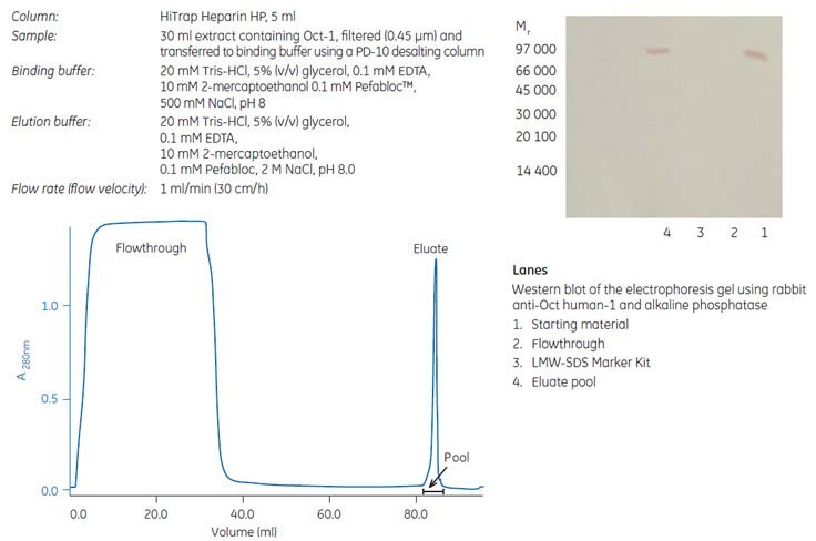 Partial puriﬁcation of the recombinant DNA binding Oct-1 protein