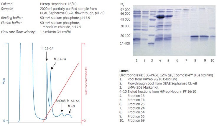 scCro8 puriﬁcation on HiPrep Heparin FF 16/10.