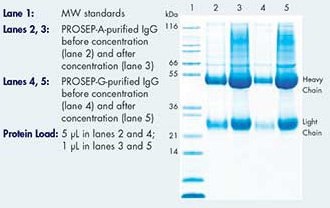 SD-PAGE gel of purified rabbit IgG before and after concentration with Amicon Ultra-15 devices.