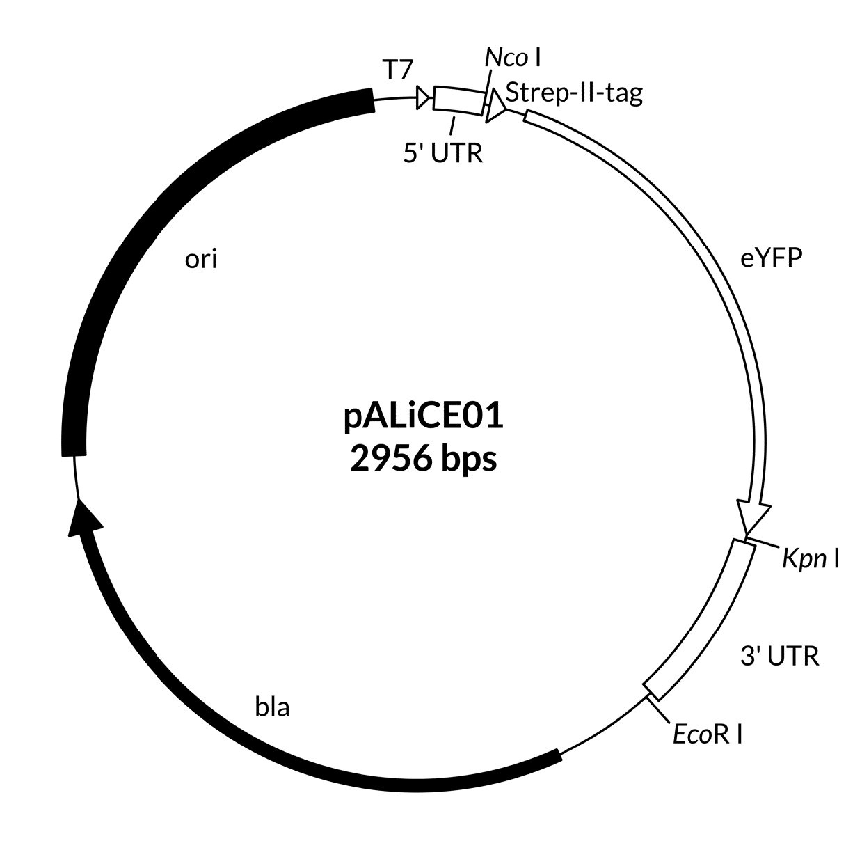 pALiCE01 - Sequence