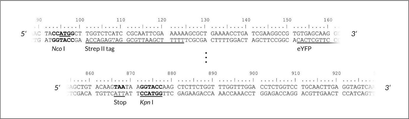 Upper part: upstream cloning region of the gene of interest - pALiCE01