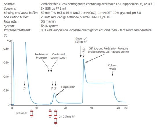 Chromatogram showing puriﬁcation of hippocalcin