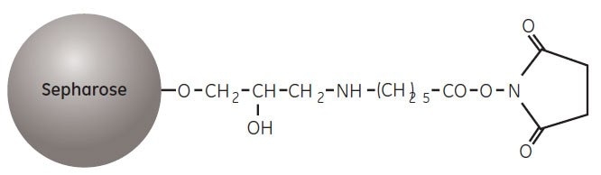 Partial structure of NHS-activated Sepharose