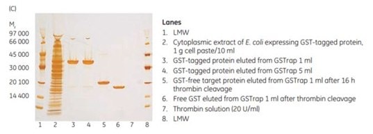 On-column thrombin cleavage of a GST-tagged protein