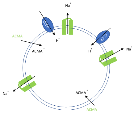 Artificial liposomes containing proton ionophores (CCCP)