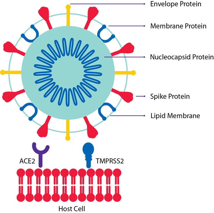 Host cell and SARS-CoV-2 viral envelope (E), membrane (M), nucleocapsid (N), and spike (S) proteins.