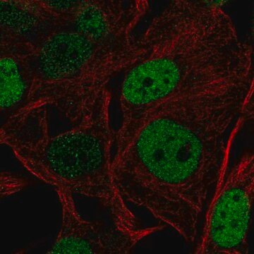 Anti-SOX5 antibody produced in rabbit Prestige Antibodies&#174; Powered by Atlas Antibodies, affinity isolated antibody