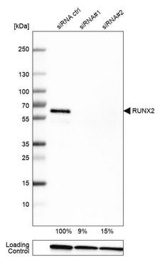 Monoclonal Anti-RUNX2 antibody produced in mouse Prestige Antibodies&#174; Powered by Atlas Antibodies, clone CL0235, purified immunoglobulin, buffered aqueous glycerol solution