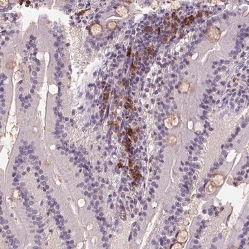 Anti-SCML4 antibody produced in rabbit Prestige Antibodies&#174; Powered by Atlas Antibodies, affinity isolated antibody