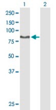 Anti-DNAI1 antibody produced in mouse purified immunoglobulin, buffered aqueous solution