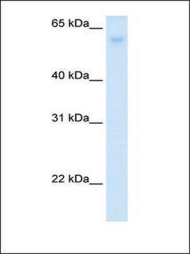 Anti-SLC2A2 affinity isolated antibody