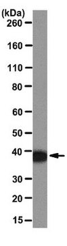 Anti-Annexin A1 Antibody, clone CPTC-ANXA1-2 clone CPTC-ANXA1-2, from mouse