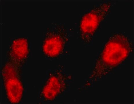 Anti-MLL2 antibody, Mouse monoclonal clone MLL2-A, purified from hybridoma cell culture