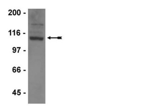 Anti-GluR1 Antibody, clone C3T, rabbit monoclonal culture supernatant, clone C3T, Upstate&#174;