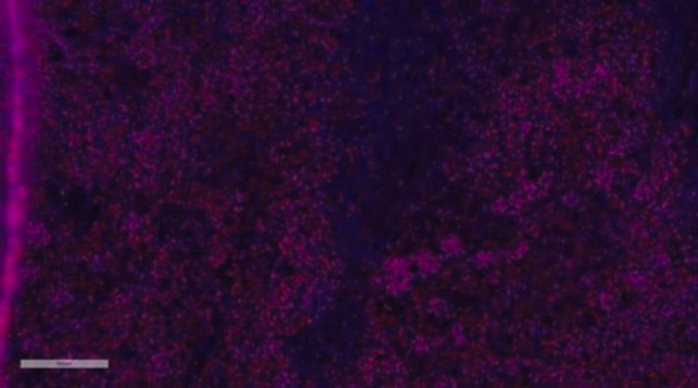 Anti-Iba1/AIF1 Antibody, clone 20A12.1, Alexa Fluor&#8482; 555 Conjugate clone 20A12.1, from mouse, ALEXA FLUOR&#8482; 555