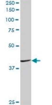 Anti-FAIM3 antibody produced in mouse purified immunoglobulin, buffered aqueous solution