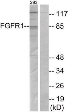 Anti-FGFR1 antibody produced in rabbit affinity isolated antibody