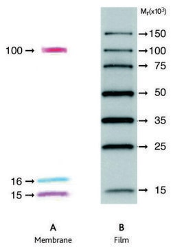 ECL&#8482; DualVue Western Markers Cytiva RPN810, sufficient for 25&#160;blots