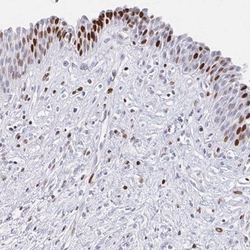 Anti-SRSF3 antibody produced in rabbit Prestige Antibodies&#174; Powered by Atlas Antibodies, affinity isolated antibody, buffered aqueous glycerol solution