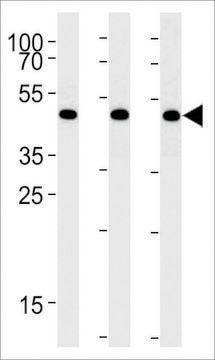 ANTI-BAT1(C-TERMINAL) antibody produced in rabbit affinity isolated antibody, buffered aqueous solution