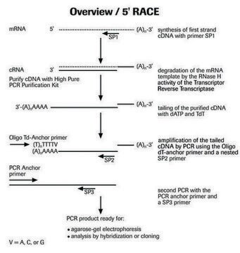 5&#8242;/3&#8242; RACE Kit, 2nd Generation sufficient for 10&#160;reactions