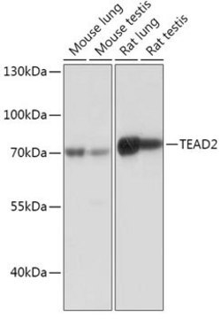 Anti-TEAD2 antibody produced in rabbit