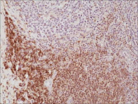 Anti-CD4 antibody, Rabbit monoclonal recombinant, expressed in HEK 293 cells, clone RM345, purified immunoglobulin