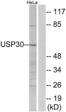 Anti-USP30 antibody produced in rabbit affinity isolated antibody