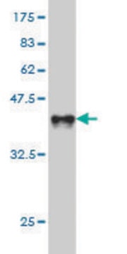 ANTI-BTLA antibody produced in mouse clone 1B7, purified immunoglobulin, buffered aqueous solution