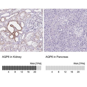 Anti-AQP6 antibody produced in rabbit Prestige Antibodies&#174; Powered by Atlas Antibodies, affinity isolated antibody, buffered aqueous glycerol solution