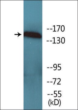 Anti-phospho-VEGFR1 (pTyr1333) antibody produced in rabbit affinity isolated antibody