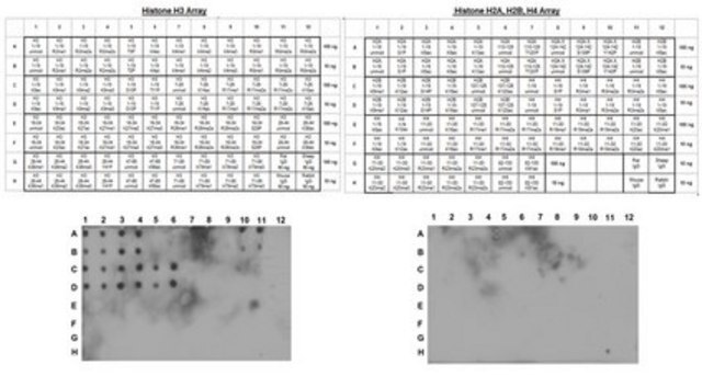 Anti-Histone H3 Antibody, (Unmodified Lys4), clone CMA301 clone CMA301, from mouse, purified by affinity chromatography