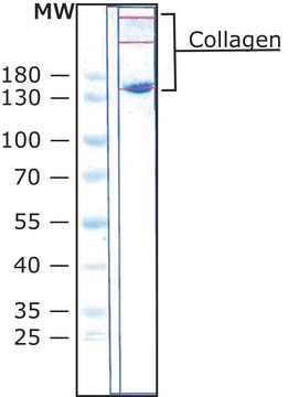 Collagen from chicken sternal cartilage Type II (Miller), powder, BioReagent, suitable for cell culture