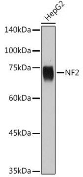 Anti- NF2 antibody produced in rabbit