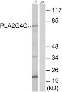 Anti-PLA2G4C antibody produced in rabbit affinity isolated antibody