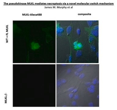 Anti-MLKL Antibody, clone 3H1 clone 3H1, from rat