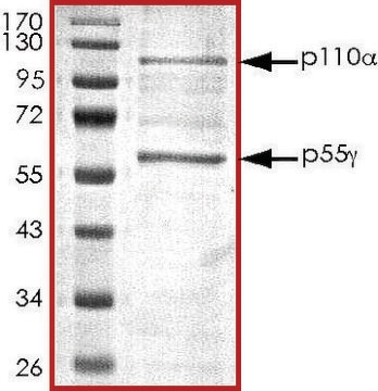 PI3K (p110-&#945;/p55-&#947;), active, His tagged human PRECISIO&#174;, recombinant, expressed in baculovirus infected Sf9 cells, &#8805;70% (SDS-PAGE), buffered aqueous glycerol solution