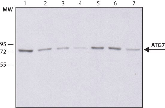 Anti-Atg7 antibody, Mouse monoclonal clone ATG7-13, purified from hybridoma cell culture