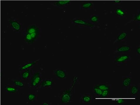 Monoclonal Anti-NEUROD6 antibody produced in mouse clone 3B3, purified immunoglobulin, buffered aqueous solution