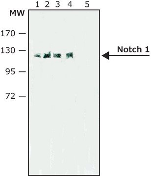 Anti-Notch 1 antibody, Rat monoclonal clone ICN 5B5, purified from hybridoma cell culture