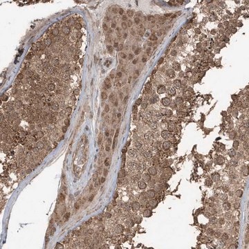 Anti-PAXBP1 antibody produced in rabbit Prestige Antibodies&#174; Powered by Atlas Antibodies, affinity isolated antibody, buffered aqueous glycerol solution