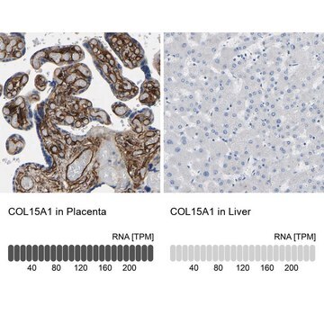 Anti-COL15A1 antibody produced in rabbit Prestige Antibodies&#174; Powered by Atlas Antibodies, affinity isolated antibody, buffered aqueous glycerol solution