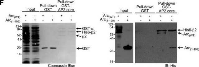 Monoclonal Anti-polyHistidine antibody produced in mouse clone HIS-1, ascites fluid