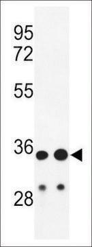 ANTI-IGH(C-TERMINAL) antibody produced in rabbit affinity isolated antibody, buffered aqueous solution