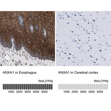 Anti-ANXA1 antibody produced in rabbit Prestige Antibodies&#174; Powered by Atlas Antibodies, affinity isolated antibody, buffered aqueous glycerol solution